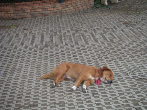 MINOLTA DIGITAL CAMERA